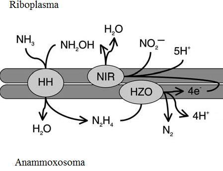 di legami etere nella struttura lipidica risulta tipica degli archea, ed è stata rilevata solo in pochi gruppi batterici, tra i quali gli Anammox.