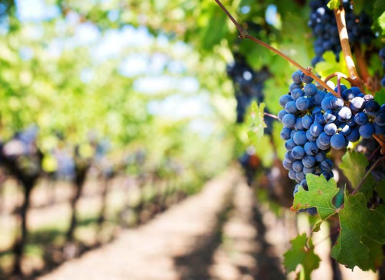 AGRICOLTURA INVESTIMENTI IMPRESE VITIVINICOLE 1,7 milioni di euro DESTINATARI Micro, piccole e medie imprese che producono mosti e/o vini appartenenti alle seguenti tipologie: imprese, società e