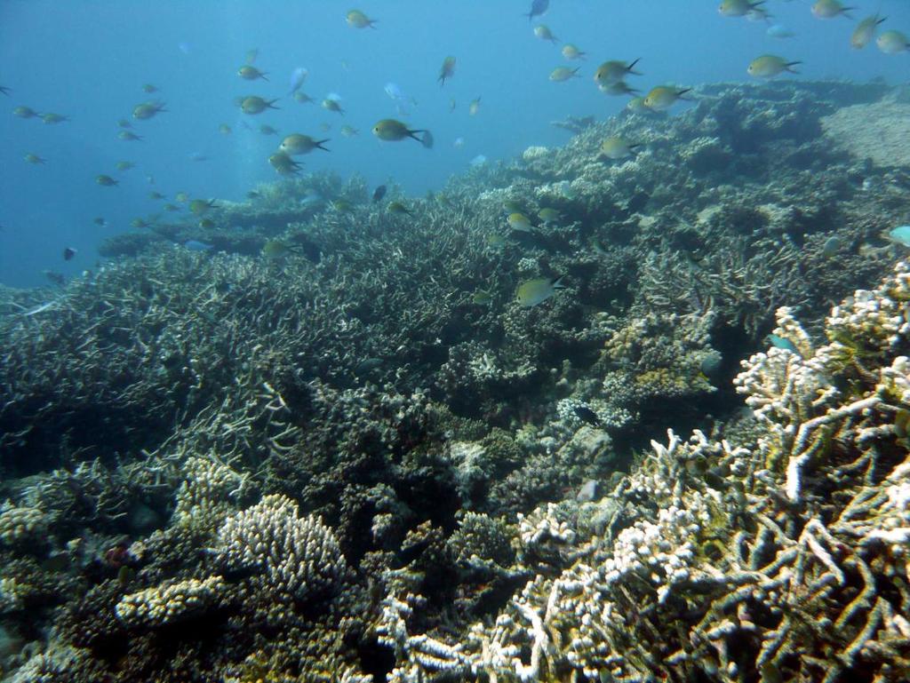 Figura 2: Mortalità totale dei coralli ramificati a 5 m di profondità nel
