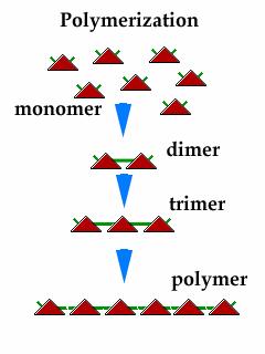 Polimerizzazione Il processo chimico mediante il quale i monomeri si uniscono tra loro per trasformarsi in un polimero si chiama