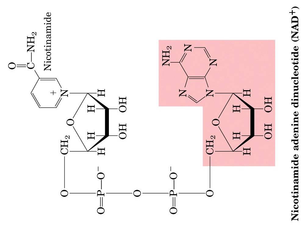 Nicotinamide adenin dinucleotide (NAD + ) H - NMN R AMP Nel NADP