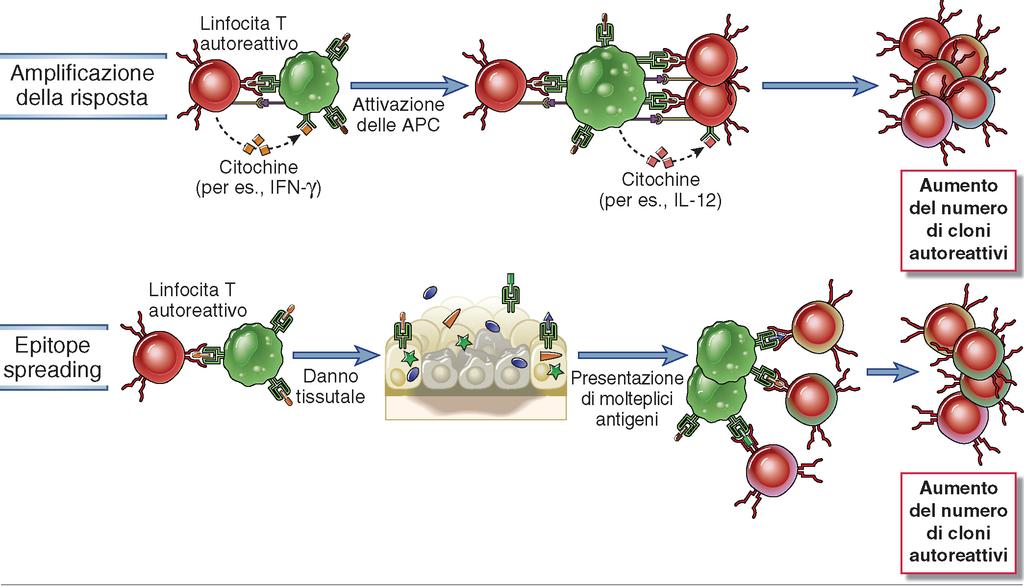 LE RISPOSTE CHE SI SONO SVILUPPATE CONTRO SPECIFICI ANTIGENI PORTANO A DANNO TISSUTALE CON CONSEGUENTE