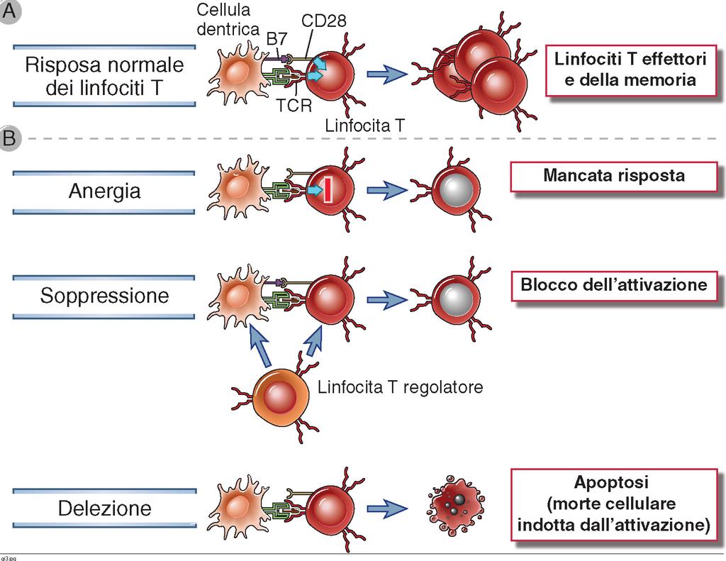 TOLLERANZA PERIFERICA DEI LINFOCITI T Inibizione del riconoscimento
