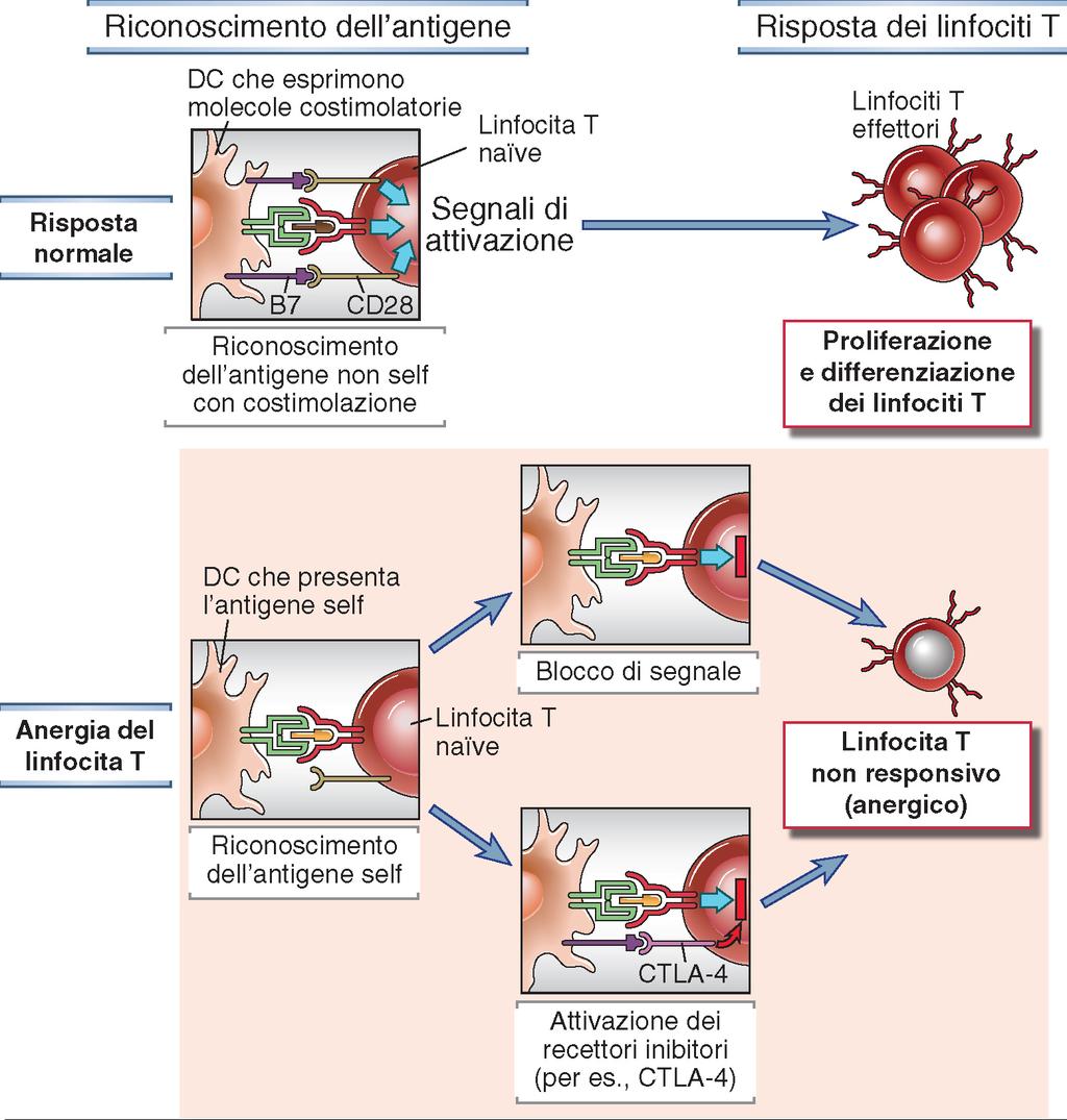 MECCANISMO DI ANERGIA DEI LT I LT si attivano quando riconoscono un antigene presentato dalle APC e recettori co-stimolatori (es.