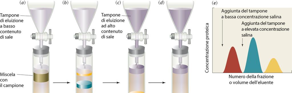 Cromatografia a scambio ionico Per l eluizione si può sfruttare la