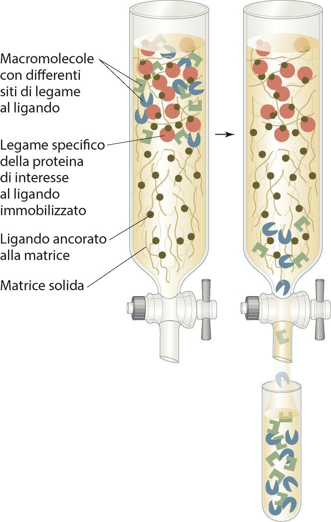 Cromatografia per affinità Nella cromatografia per affinità una molecola (ligando) che si lega specificamente alla proteina di interesse è legata covalentemente alla matrice inerte della fase