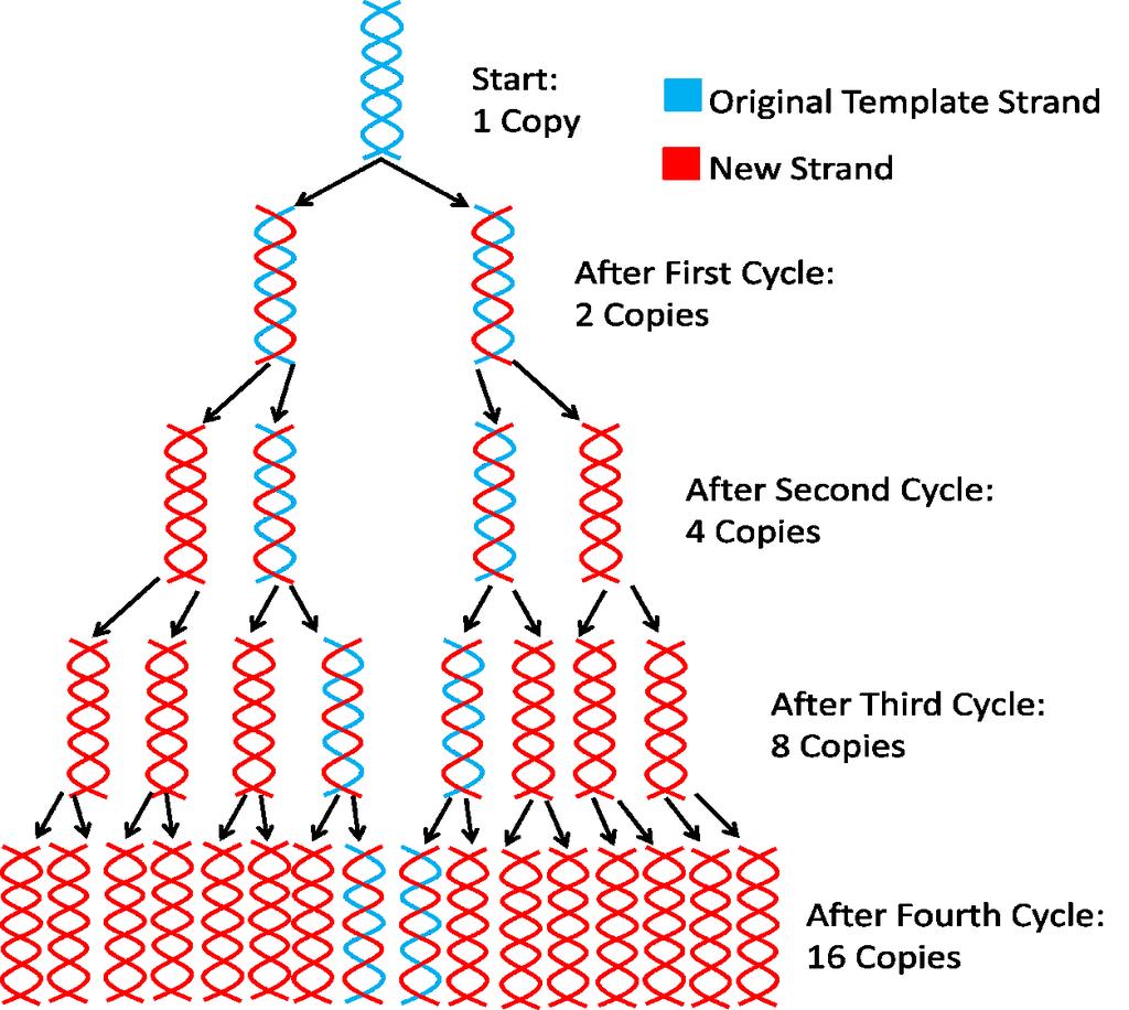 Reaction) Frammento di DNA originale Nuovo frammento Dopo 1 ciclo PCR: 2