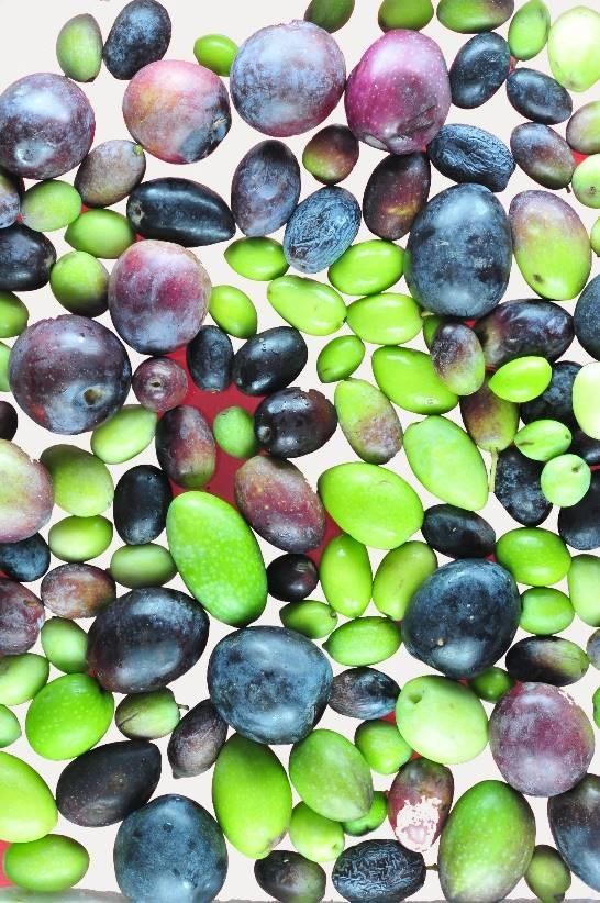 Gli oli extra vergine di oliva L ampia gamma di oli extra vergine di oliva è conseguenza: del grandissimo numero di varietà ancora in