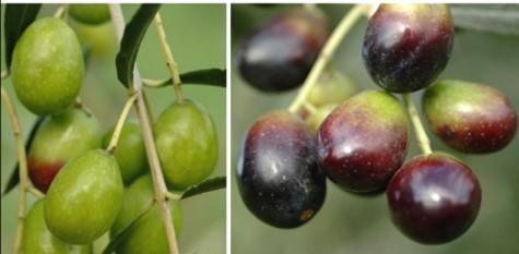 Il patrimonio varietale dell olivo