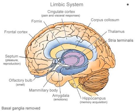 Verranno registrate immagini che si ipotizza rappresentino fedelmente le variazioni dell attività neurale regionale laddove si