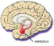 Amigdala E coinvolta in risposte comportamentali, vegetative ed ormonali e viene attivata in molteplici situazioni emotive come rabbia,