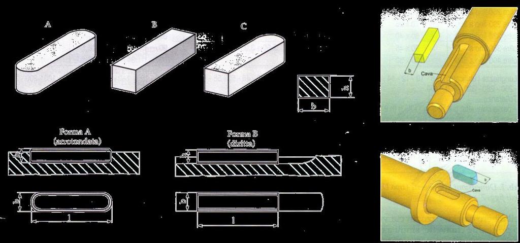 Anch esse possono avere forma: A - arrotondata B - diritta C - mista Linguette: forma Quanto è stato