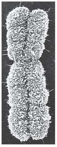 TEM 36 000 Cromatidi fratelli Prima di dividersi, la cellula duplica i suoi cromosomi, formando cromatidi fratelli (due