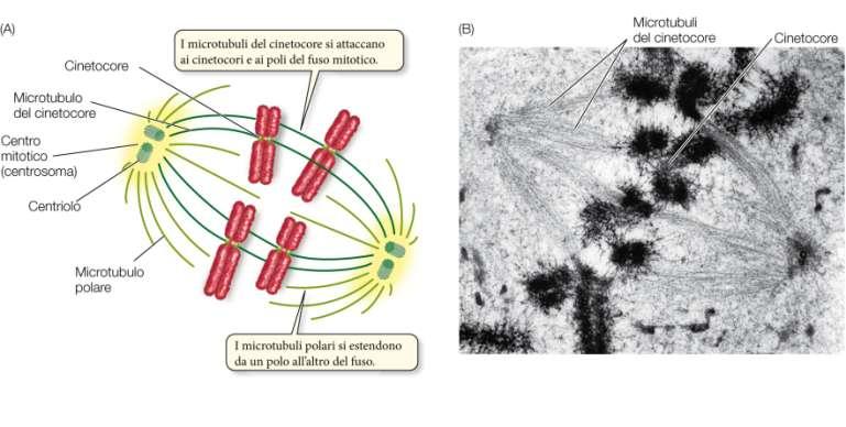 Il fuso mitotico È la struttura, formata da microtubuli, che dirige il