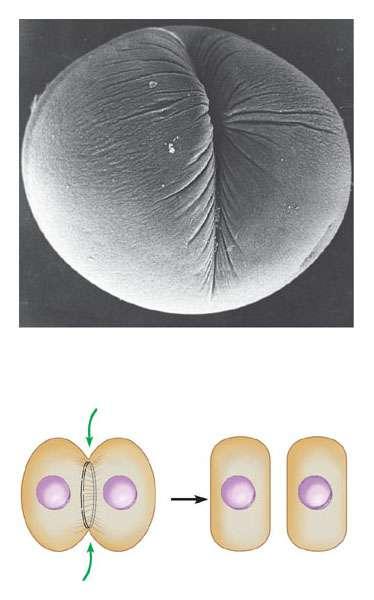 SEM 140 La citodieresi avviene in maniera diversa nelle cellule animali e nelle cellule vegetali Nelle cellule animali la citodieresi avviene grazie a un processo di scissione.