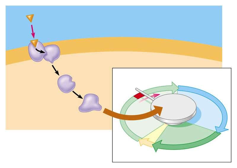 Perché avvenga la divisione cellulare, è di solito necessario che i fattori di crescita si leghino a specifici recettori presenti sulla membrana plasmatica.