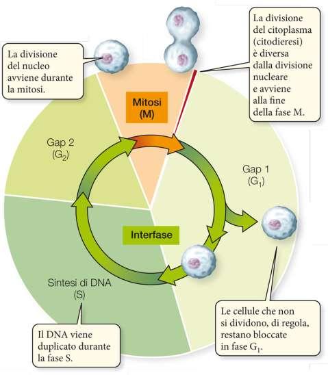 Si dice ciclo cellulare l insieme degli eventi compresi tra la formazione di una cellula e la sua divisione in due