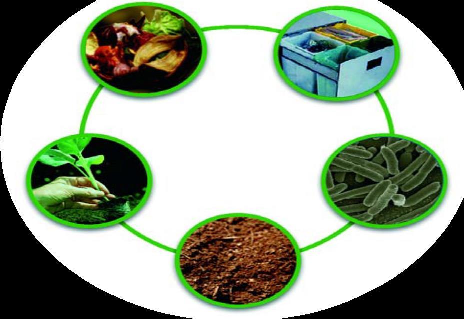 Imitiamo la Natura: il processo per creare il compost copia la natura Con il compostaggio vogliamo imitare, riproducendoli in forma controllata e accelerata, i processi che in natura riconsegnano le