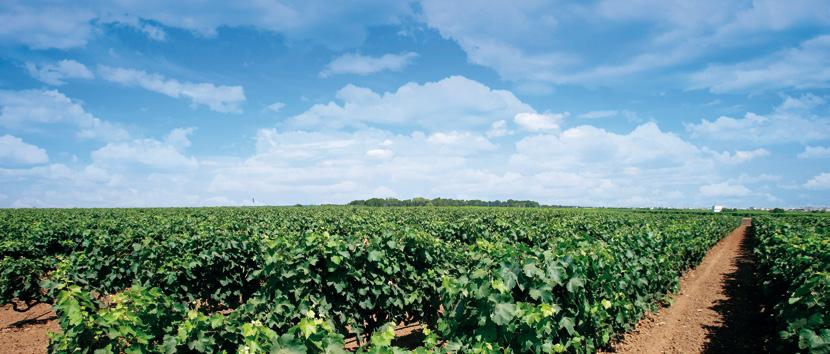 80 Anni di storia del vino 80 years of wine-making history Una famiglia dedita da 4 generazioni alla produzione di grandi vini Salentini, una tenuta di 50 ettari di proprietà, oltre 200 di vigneti