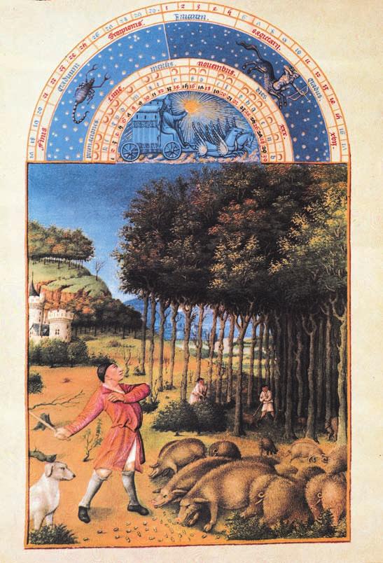 Miniatura del XV secolo in cui sono raffigurati dei contadini intenti a pascolare dei maiali in un bosco. Osservare e comprendere 4. Che cosa stanno mangiando i maiali? a. Erba e foglie; b.