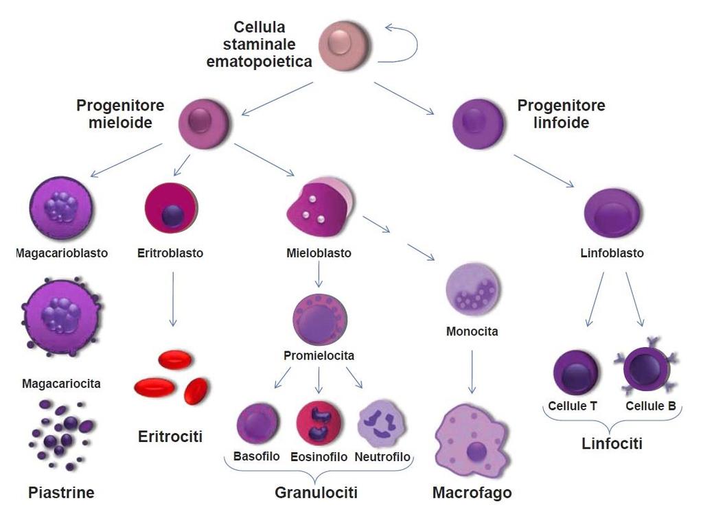 LA FORMA NEI VARI TIPI DI CELLULE NEGLI ANIMALI (VI) Il sangue: questo tipo di tessuto è costituito da molti tipi