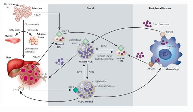 Lipid/Lipoprotein Metabolism Abnormalities in Patients with Chronic Kidney Disease ApoCIII: TG ApoA-I: HDL LCAT: HDL HDL2/HDL3 preβ HDL: HDL, LPL