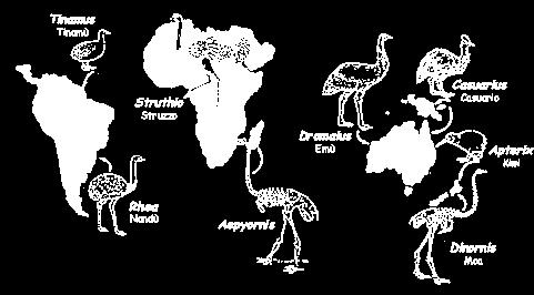 Sono attualmente limitati ai continenti dell emisfero australe, mentre allo stato