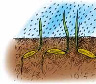 La concimazione Per consentire un effi cace insediamento del tappeto erboso è necessario rifornire il terreno di elementi nutritivi, indispensabili per una rapida crescita della vegetazione