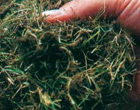 Propensione alla produzione di feltro delle principali specie da tappeto erboso 1 2 1-Il «feltro» è uno strato di sostanza organica indecomposta, costituita da materiale vegetale vivo e morto