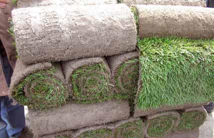 Il «prato in rotoli»: una valida alternativa alla semina La semina non è l unico modo per realizzare un tappeto erboso; una possibilità alternativa è data dal «sodding».