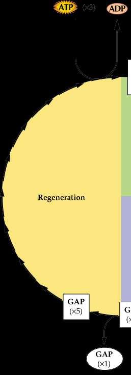 3) Rigenerazione A partire dalla gliceraldeide 3-P si