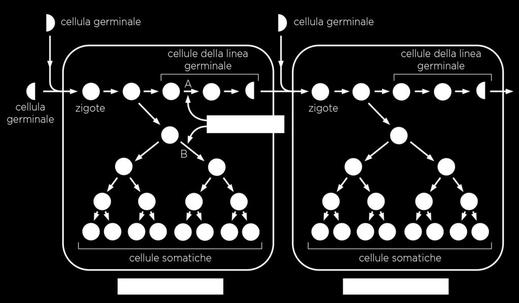 Le sistemi di riparazione del DNA che cellule hanno evitano l accumulo di numerose mutazioni.