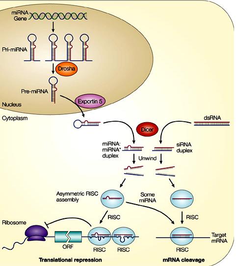 Complementarità perfetta I mirna che legano i loro RNA bersaglio con complementarietà perfetta inducono il taglio del bersaglio che,quindi,non può più essere tradotto: STABILITA DELL mrna Target,