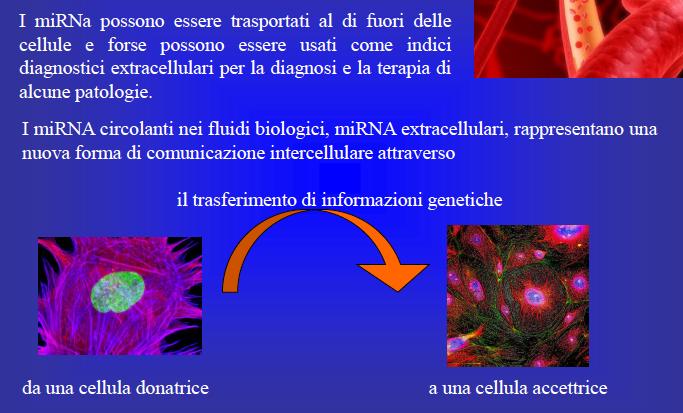 costituiscono una numerosa classe di geni endogeni