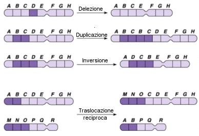 cui è avvenuta la sostituzione) AAG Lisina TAG Codone di stop Le mutazioni di senso rappresentano la principale variazione gene4ca su cui lavora la