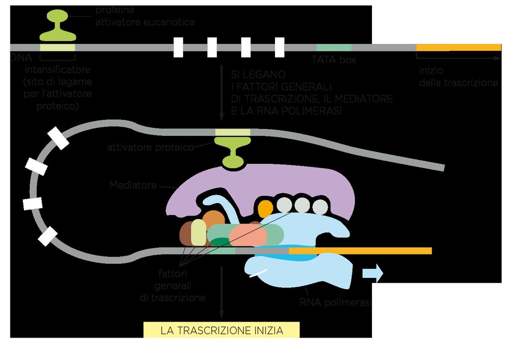 - FATTORI TRASCRIZIONALI BASALI sono indispensabili per l inizio della trascrizione, aiutano la RNA polimerasi a riconoscere il promotore - ATTIVATORI TRASCRIZIONALI aumentano l efficienza di