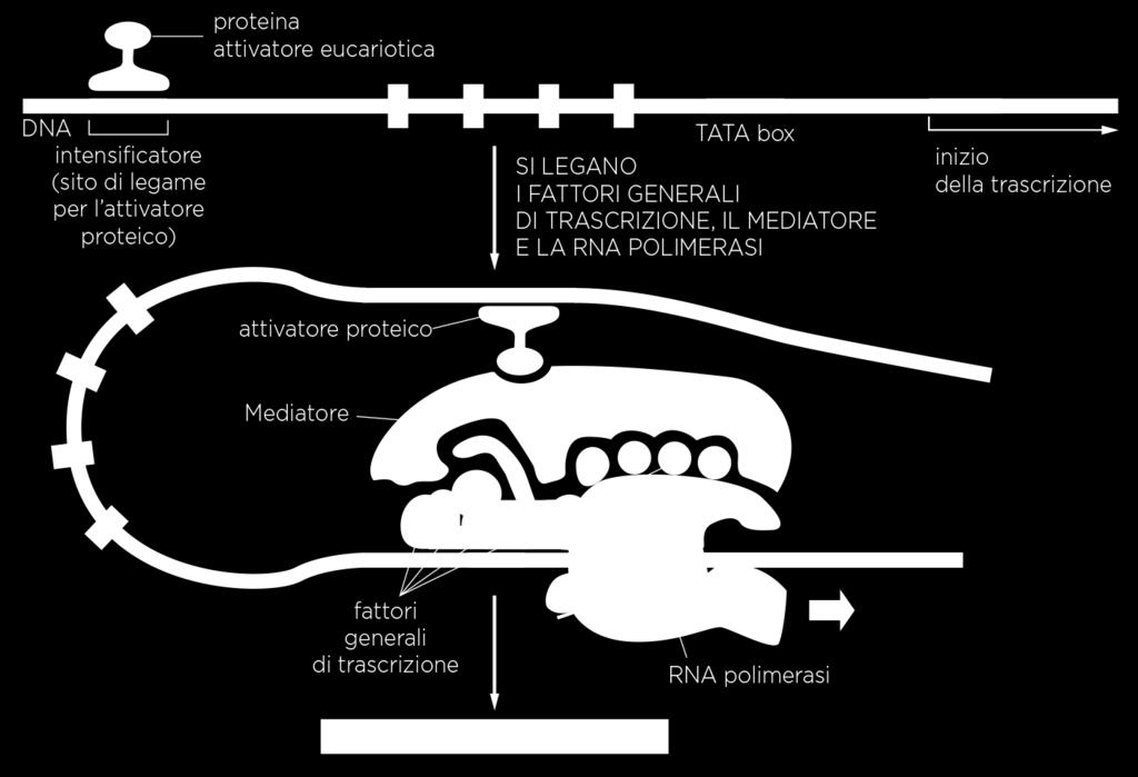 trascrizionali 37 22/11/17 FaRori trascrizionali 38 ENHANCER - SILENCER Una sequenza enhancer classica contiene al suo interno parecchi elementi di controllo differenti, ognuno dei quali è costituito