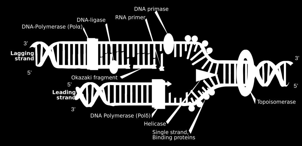 DNA polimerasi III In basso numero di copie per ogni cellula Sintetizza DNA(5' Ü 3') per formazione del legame fosfodiesterico tra il gruppo OH 3' dello zucchero dell'ultimo nucleotide della catena e