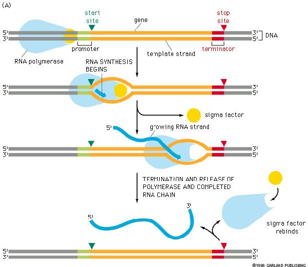 Ribonucleotidi trifosfati n (APT, AGT, CTP, UTP ) RNA polimerasi DNA stampo RNA + nppi Nella maggior parte dei casi
