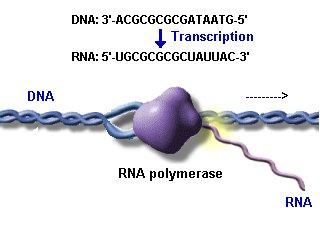 direzione 5-3 usando un elica di DNA antiparallela come stampo.