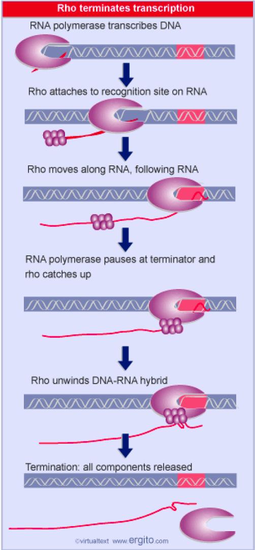 Nei procarioti esistono due tipi di terminatori: Fattore Rho: esamero di identiche subunità di ~275 kd.