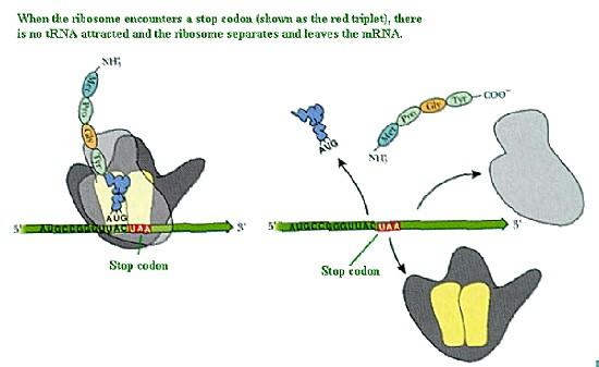 Aminoacil-tRNA