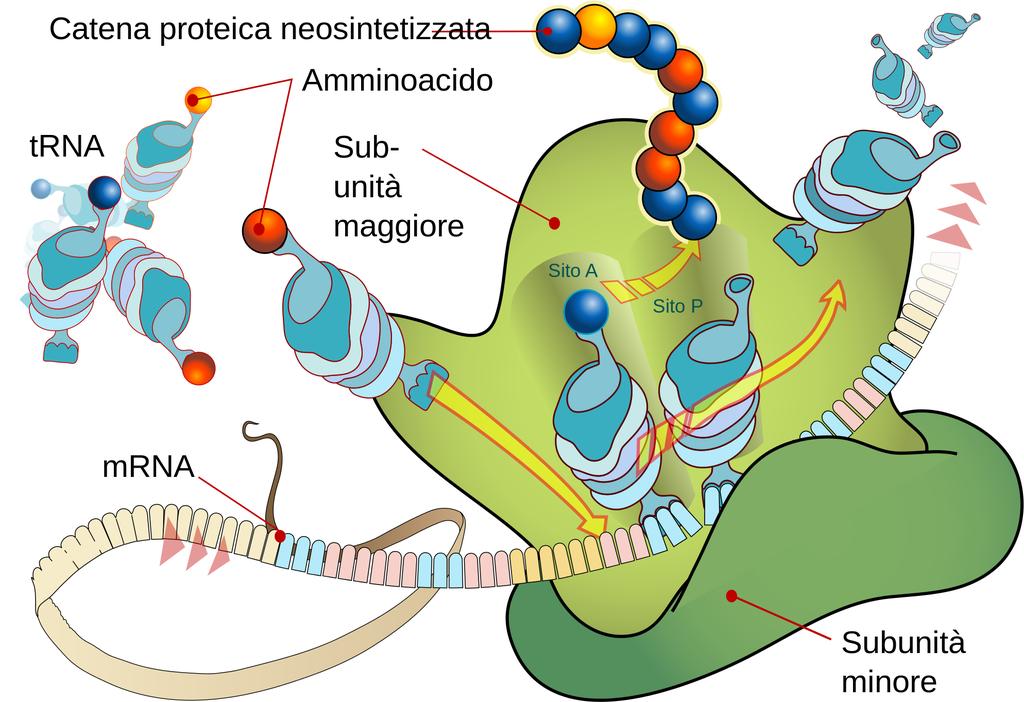 Il legame AA-tRNA richiede l idrolisi di un GTP La traslocazione dal sito A al sito P richiede l idrolisi di un GTP L attivazione dell AA richiede l idrolisi dell ATP in AMP Per