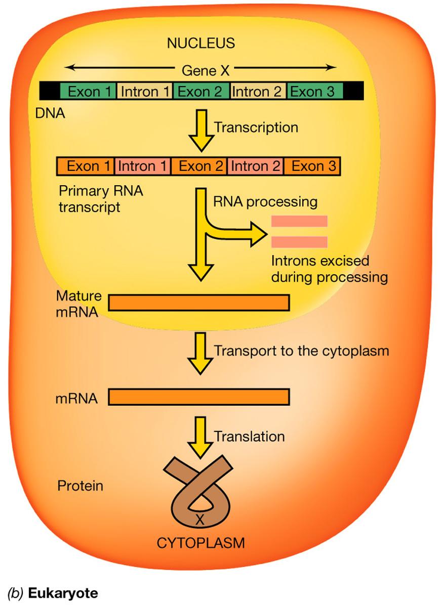 RNA) Confronto fra