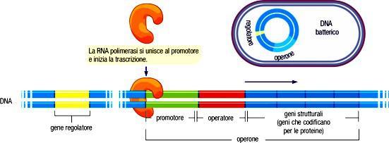 Un operone contiene sempre i seguenti elementi: 1)uno o, di solito, più geni strutturali che codificano per specifici enzimi o proteine.