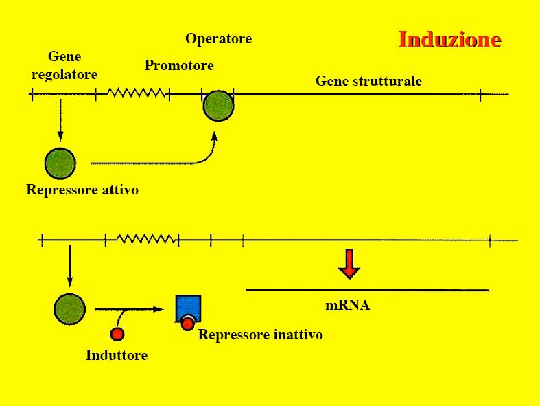 operoni inducibili negativi proteina repressore legata all'operatoreü no trascrizione molecola induttrice legata al repressore Ü cambio conformazionale Ü trascrizione.