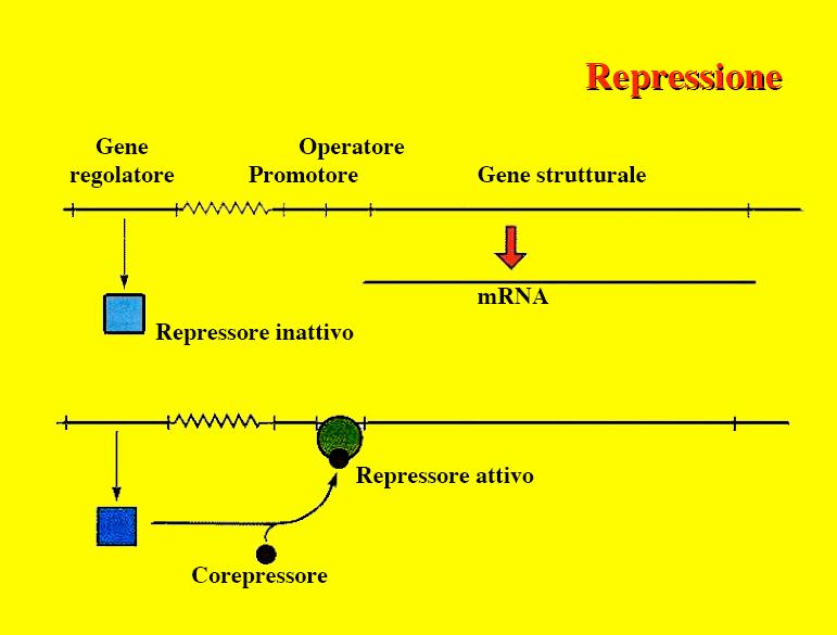 operoni repressibili negativi proteina repressore non legata all'operatore Ü trascrizione corepressori legate al repressore Ü cambio conformazionale Ü no trascrizione.