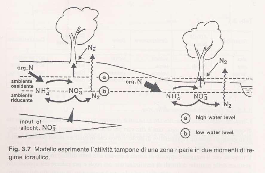 Direttiva acque, Piano di gestione delle acque (PdGPo) e territorio rurale LE FASCE TAMPONE FT O FTB Fonte: Esercizi di ecologia del paesaggio, Ingegnoli Dati di letteratura: 50 mg/mq/dì