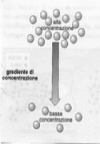 La struttura proteica attraversa