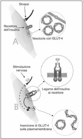 cellule di mammifero ed adempiono alla captazione basale del glucosio K M 1mM < 5mM glicemia basale (funziona sempre a saturazione di substrato)